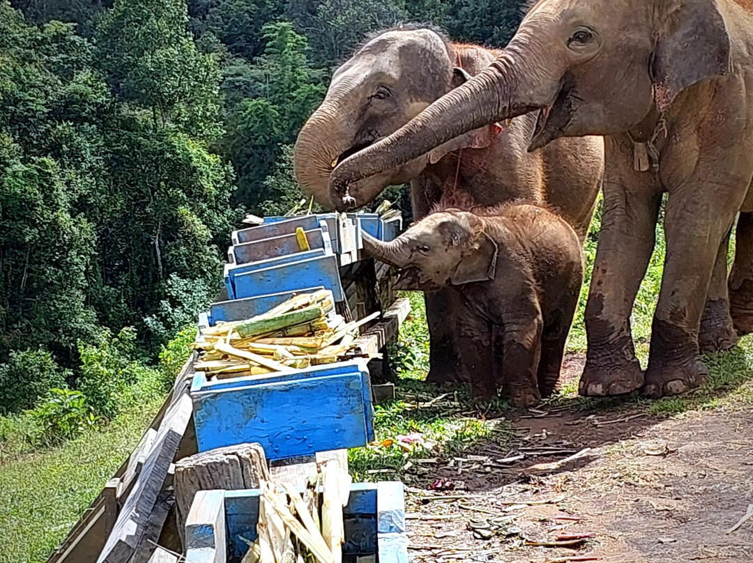 Blue Daily Elephant Care Sanctuary-清迈必去景点