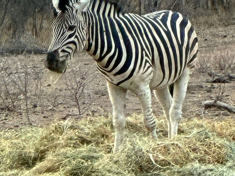 Braai Safaris-霍德斯普鲁特必去景点