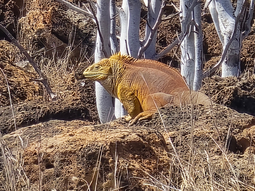 Smart Galapagos-阿约拉港必去景点