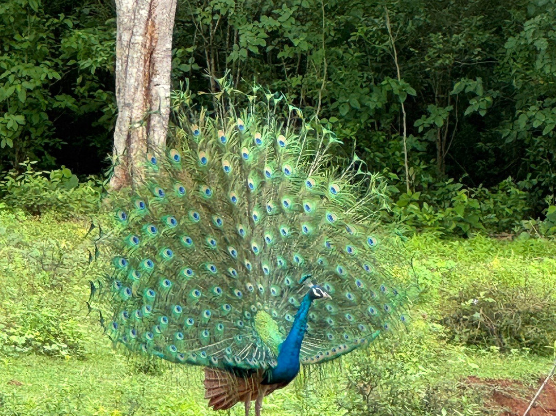 Amaze Tours-Kurunegala必去景点