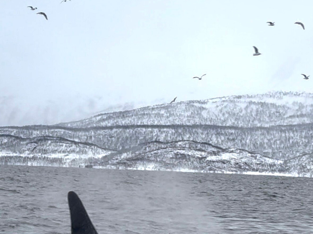 Explore 70 Degrees-Skjervoy必去景点