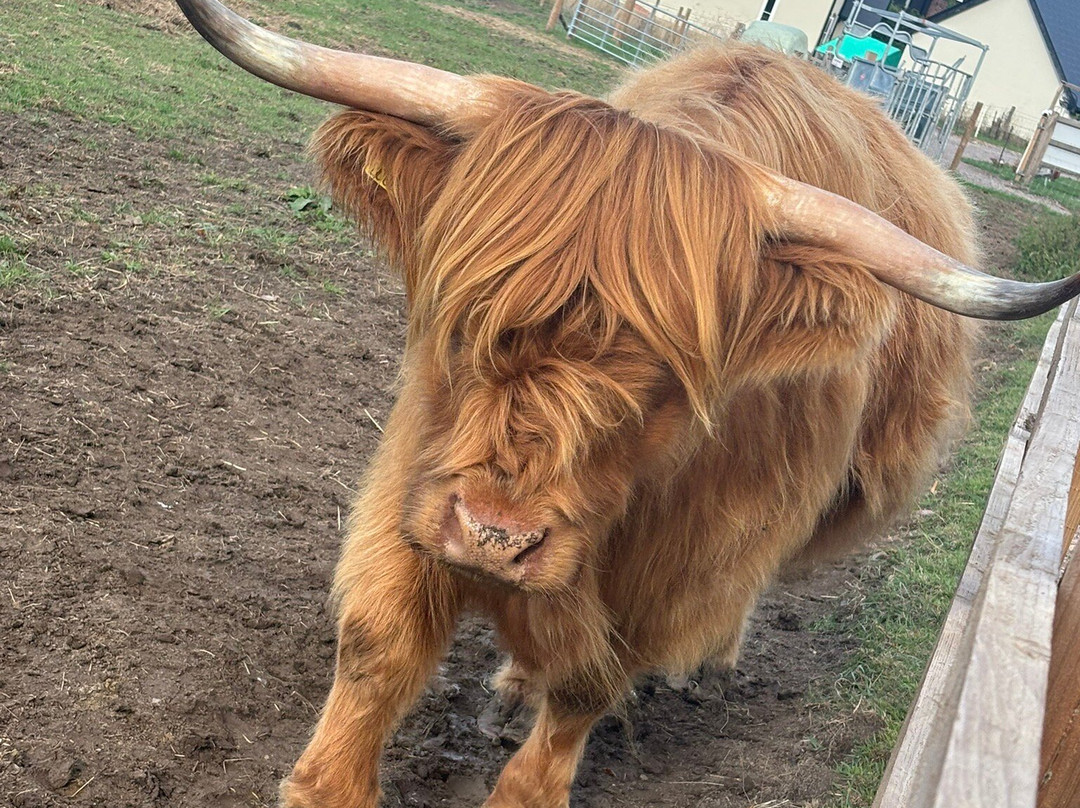 Highland Cow Cottage-Royston必去景点