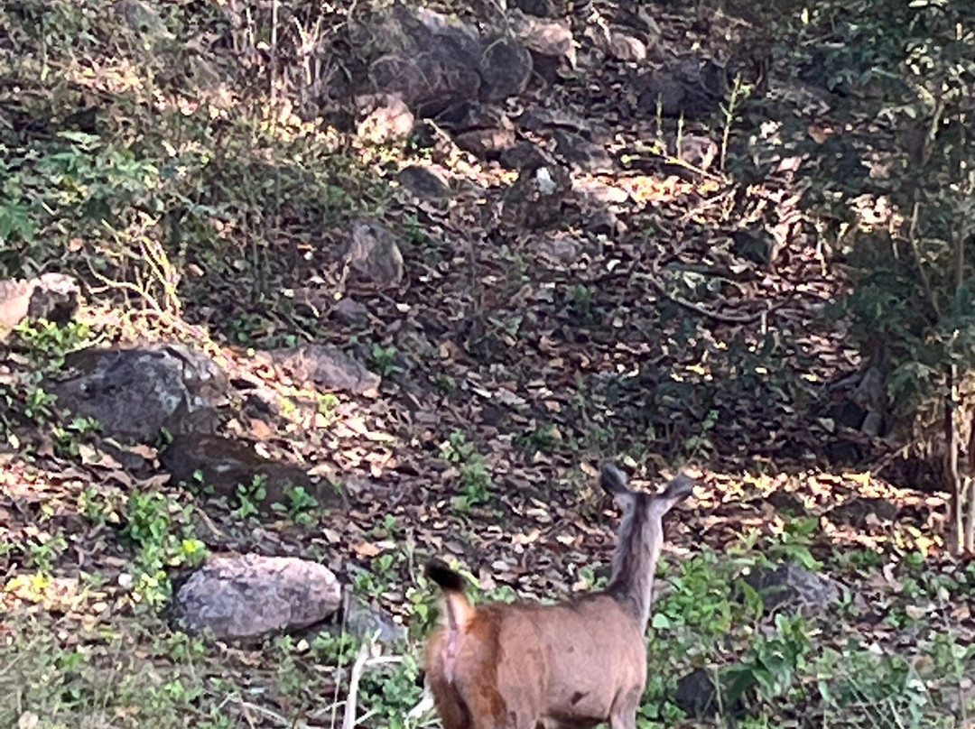 Tuli Tiger Resort主图