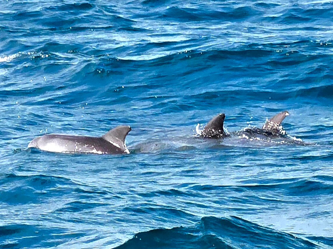 Odyssea Dive-Vilanculos必去景点