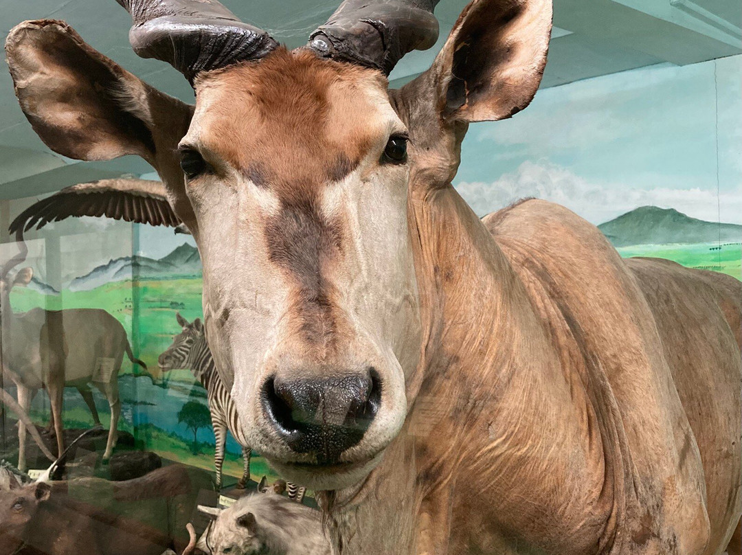 Tsuyama Nature & Mystery Museum-津山市必去景点