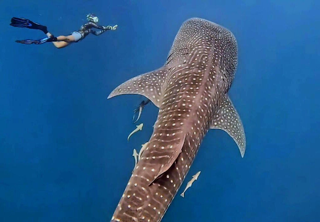 Equinoxe Ecole Seychelloise de Plongee-博瓦隆必去景点