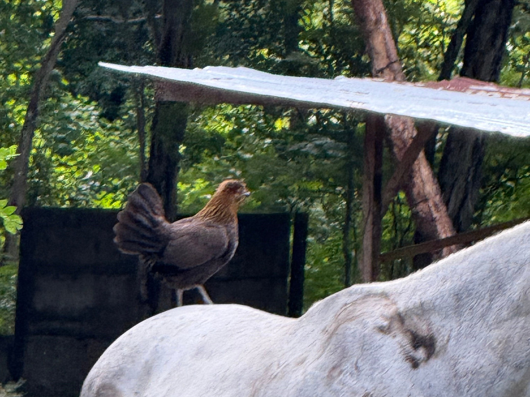 Riding Escapes-Puerto Viejo必去景点