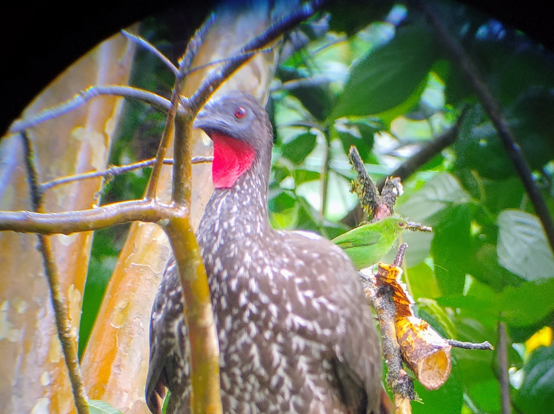 Bijagua Rainforest - Tours-Bijagua de Upala必去景点