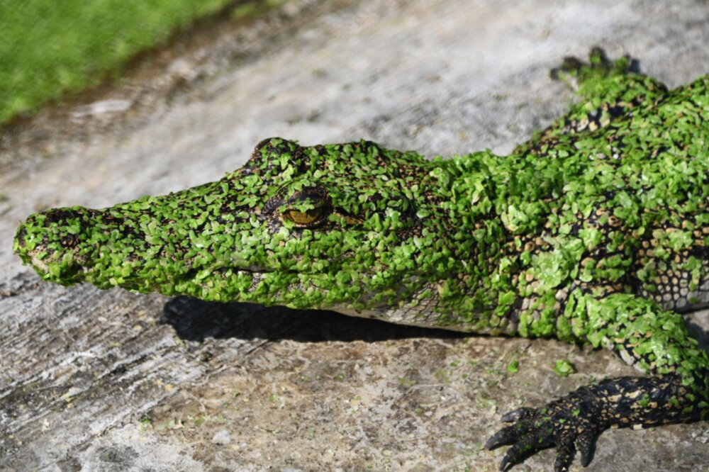 Beautiful Bangladesh Tours And Travels-库尔纳县必去景点