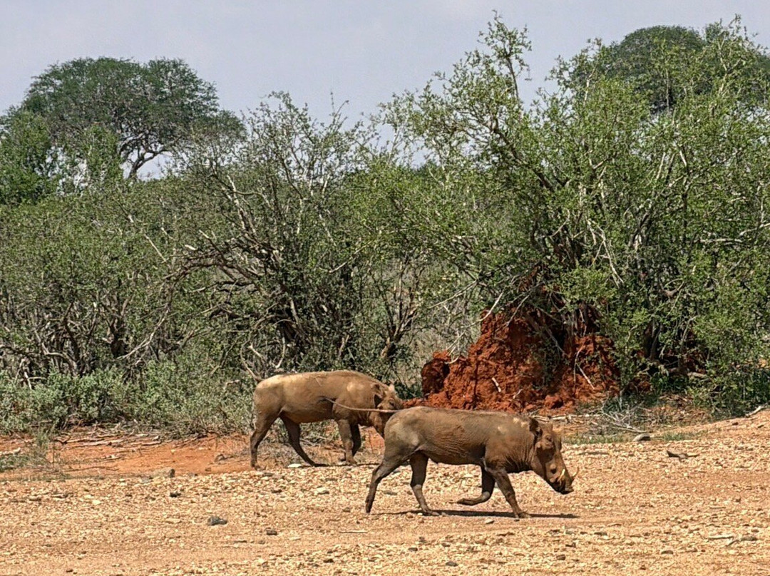 Discovery Kenya con Fragola-瓦塔木必去景点