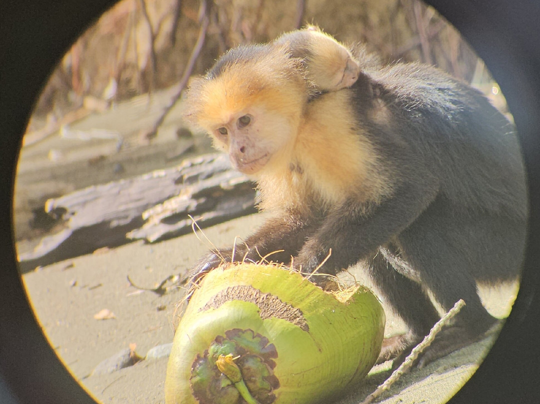 Jaguar Corcovado Tours-希门尼斯港必去景点