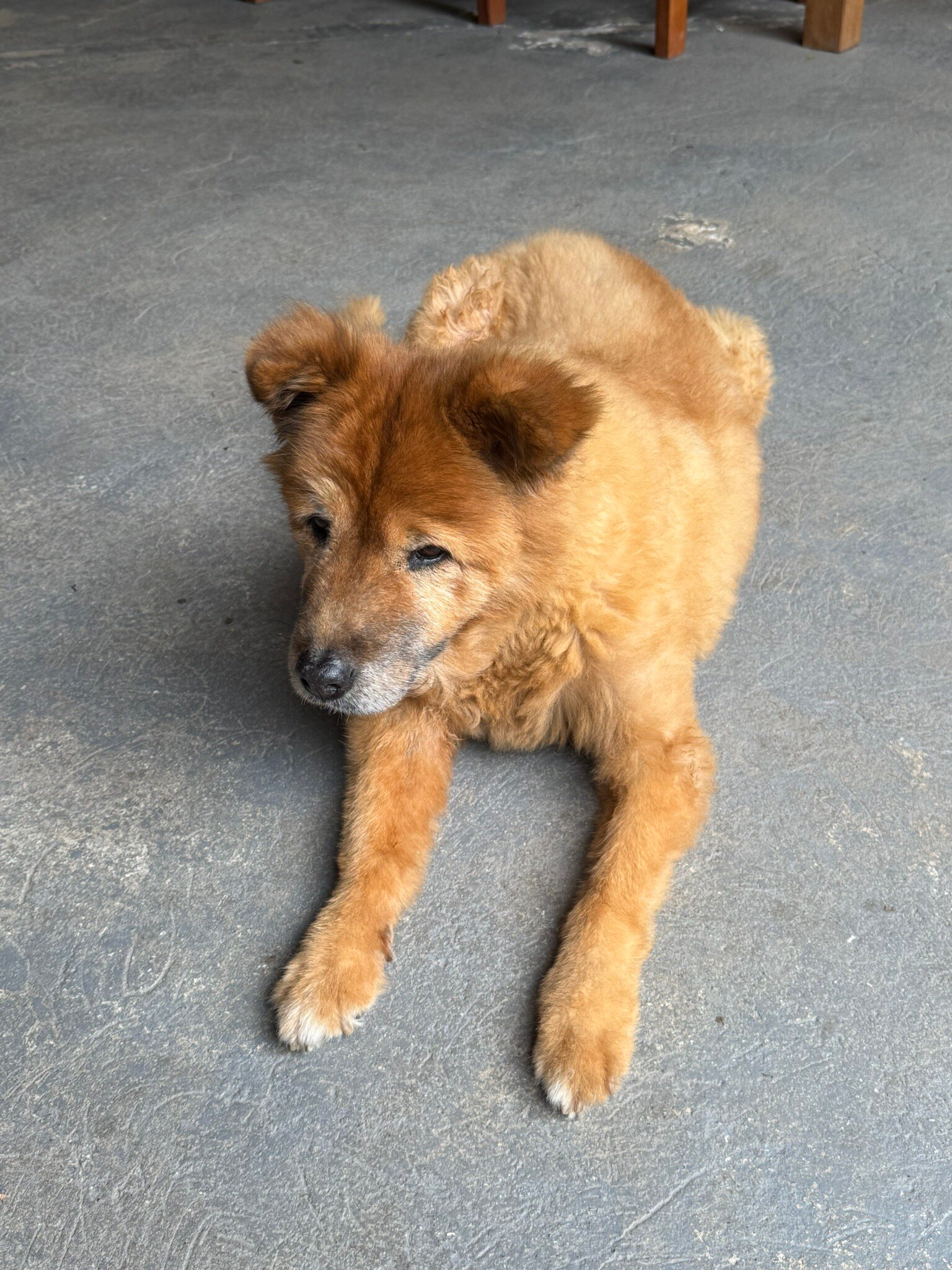 Puembo Birding Garden-官方