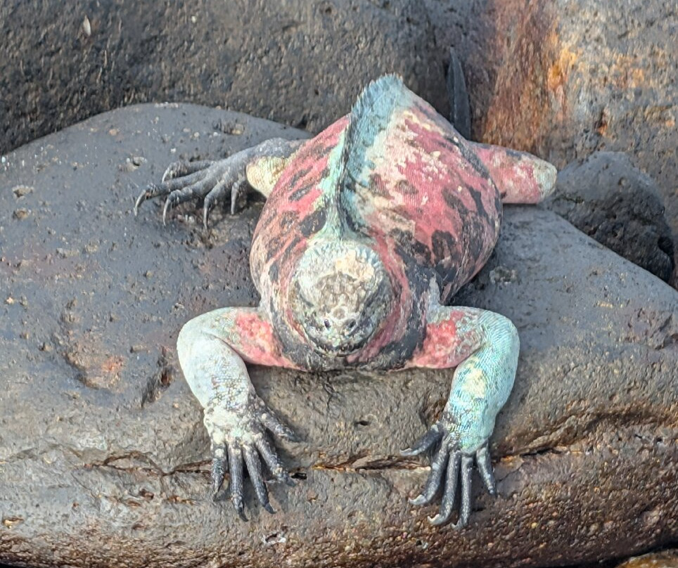 Monserrat Galapagos Cruises-阿约拉港必去景点