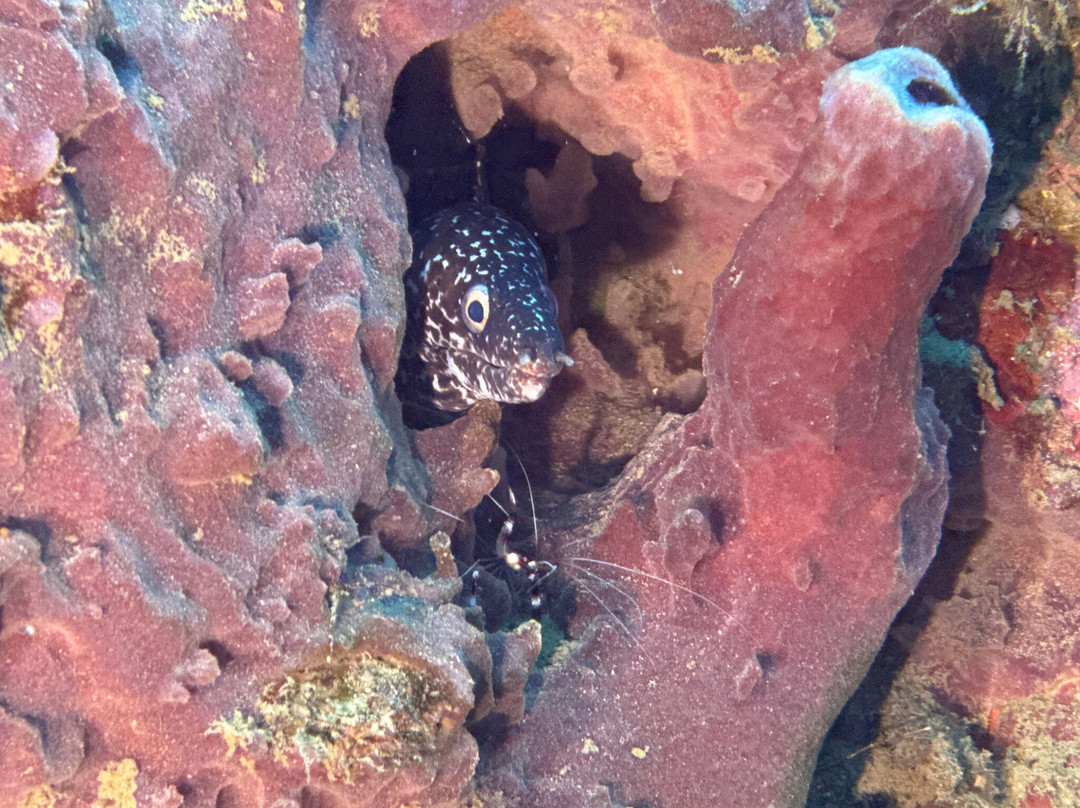 Donny's Watersports-Pointe Michel必去景点