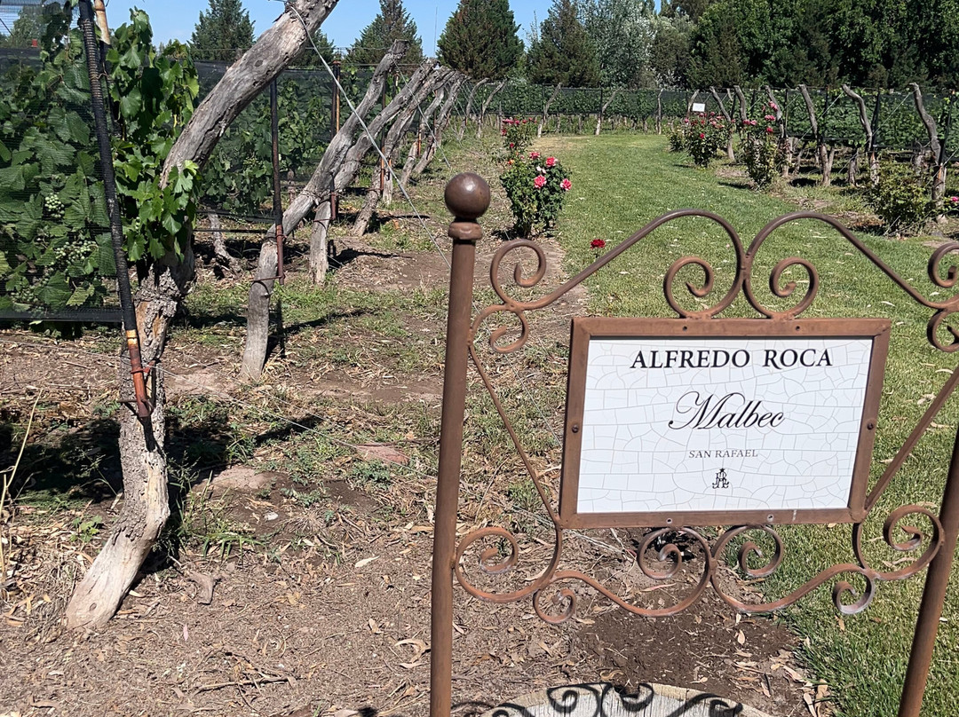 Bodega Alfredo Roca-圣拉斐尔必去景点
