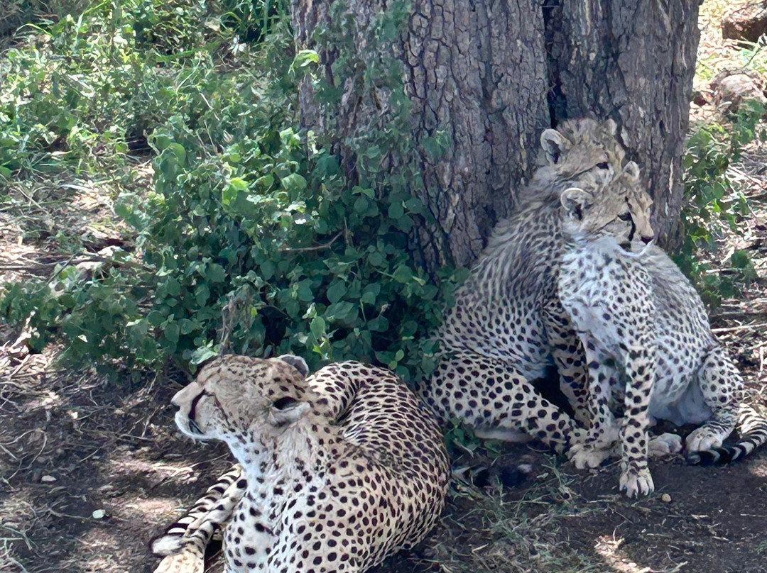 Waterbuck Safaris-Dar es Salaam必去景点