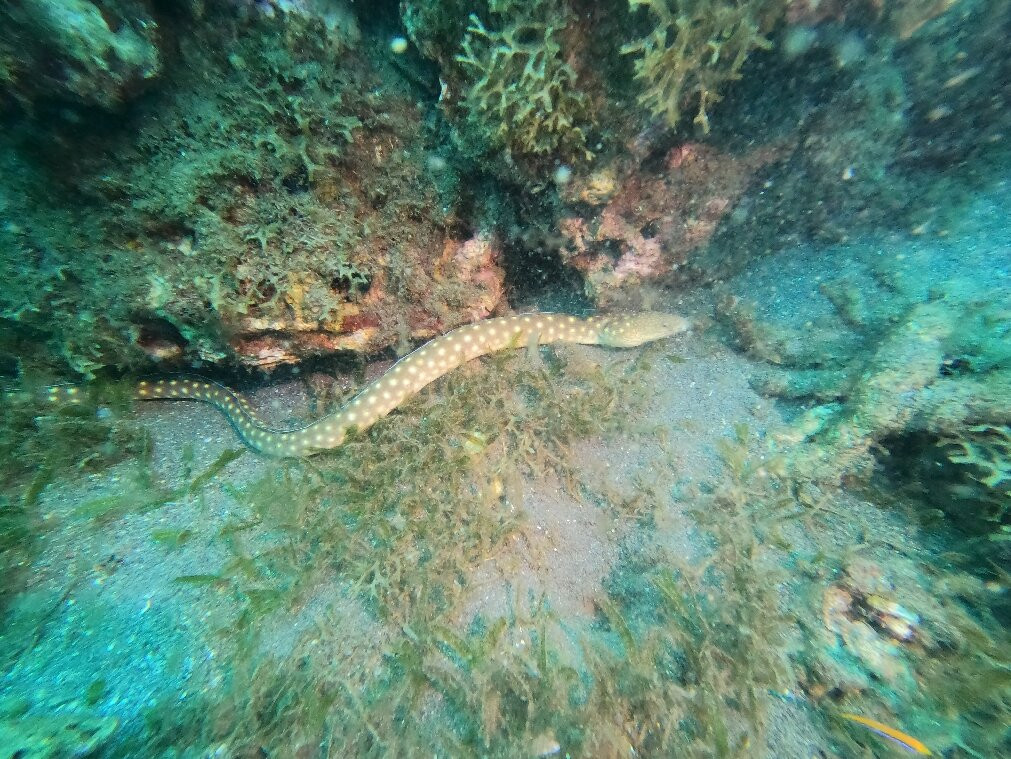 A Papa D'Lo Plongee-Saint-Pierre必去景点