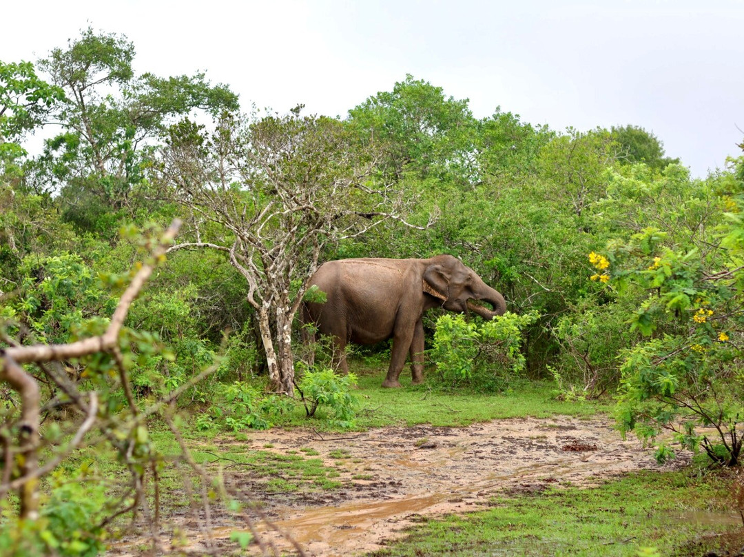 Indunil tours Sri Lanka-Deniyaya必去景点
