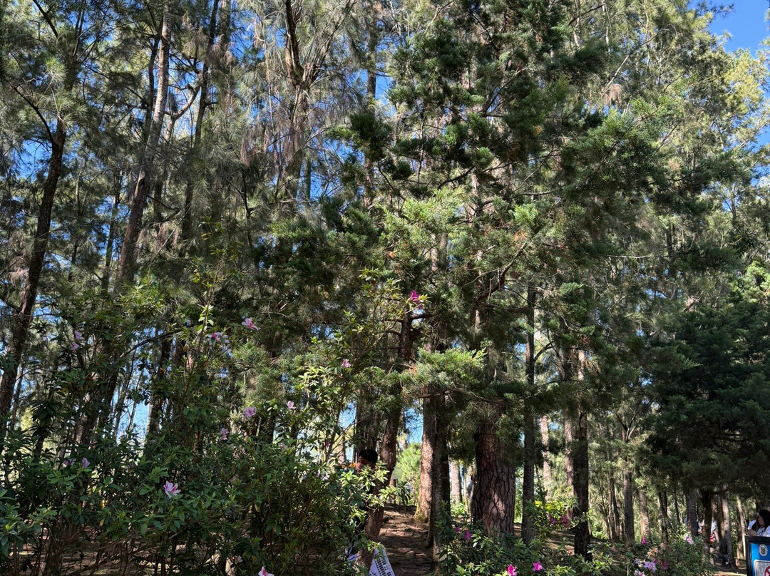 The Mansion-碧瑶必去景点