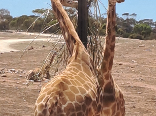 Monarto Safari Park-Monarto必去景点