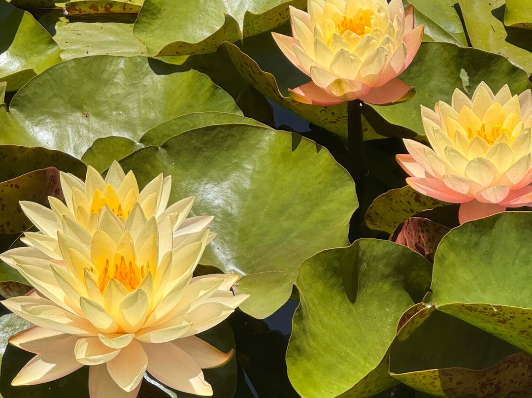 Blue Lotus Water Garden-Yarra Junction必去景点