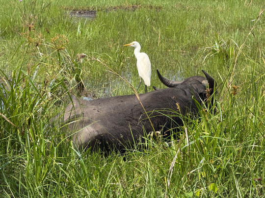 Village Rider-加勒必去景点