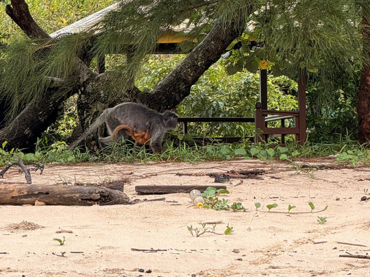 Bako National Park-古晋必去景点
