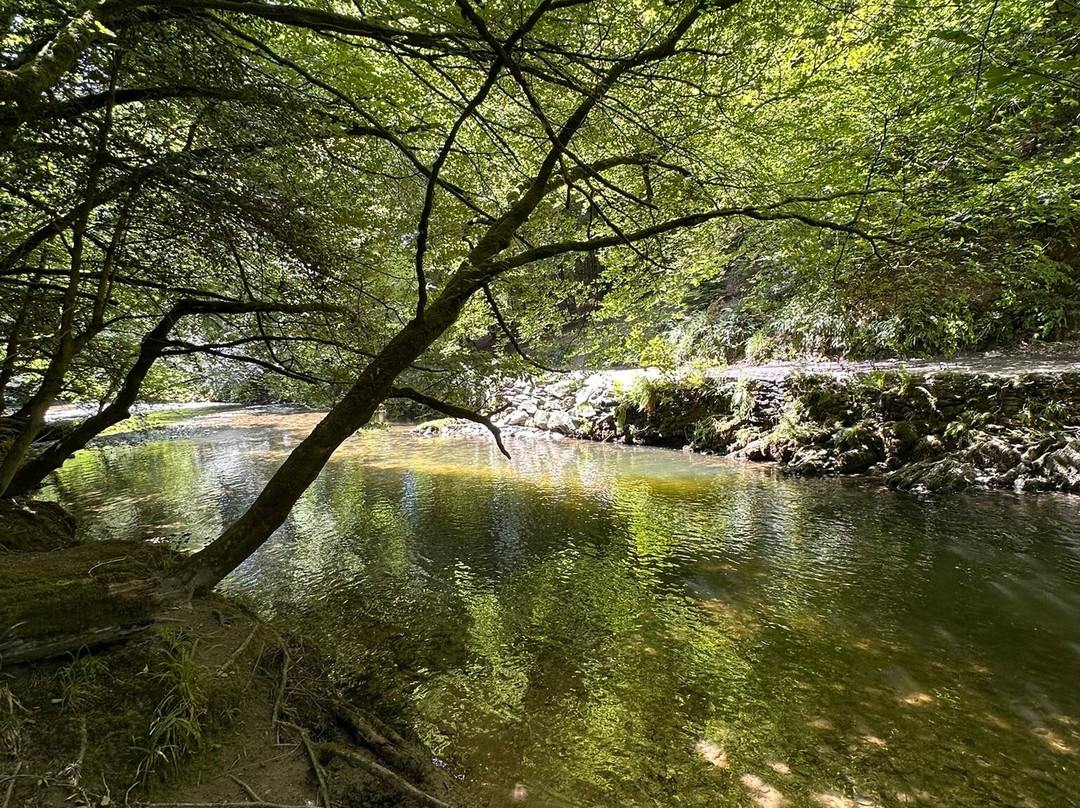 Plymbridge Woods-普利茅斯必去景点