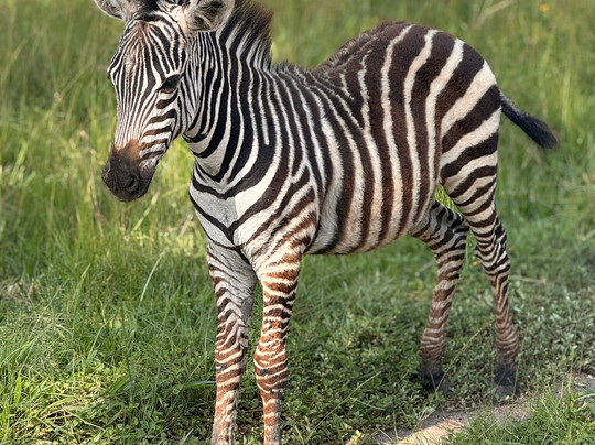 非洲冒险度假-坎帕拉必去景点