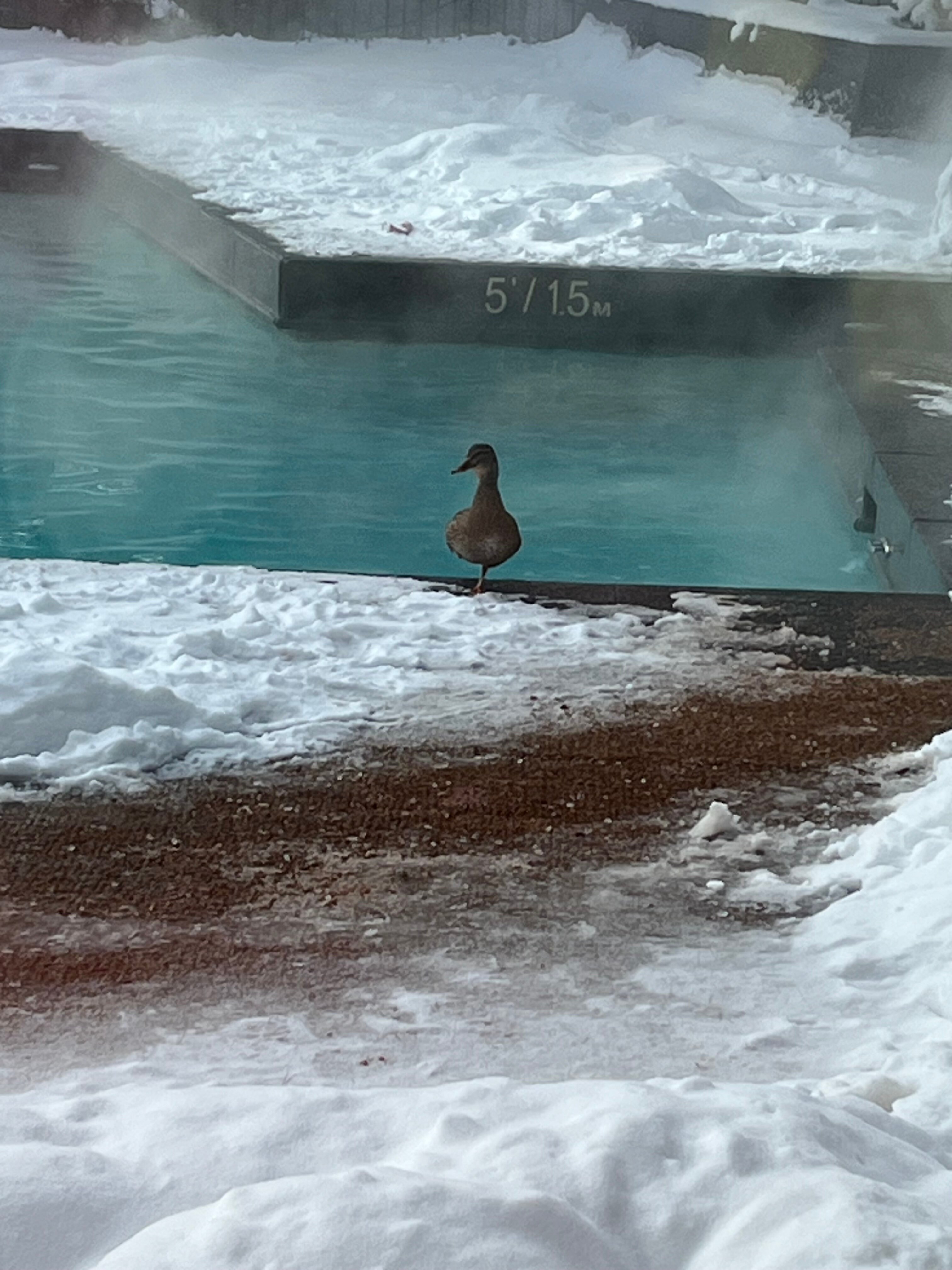 蒙特利尔文德酒店-泳池