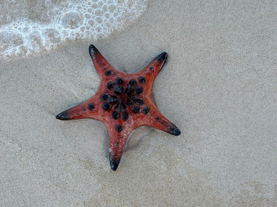 海星沙灘-Ganh Dau必去景点