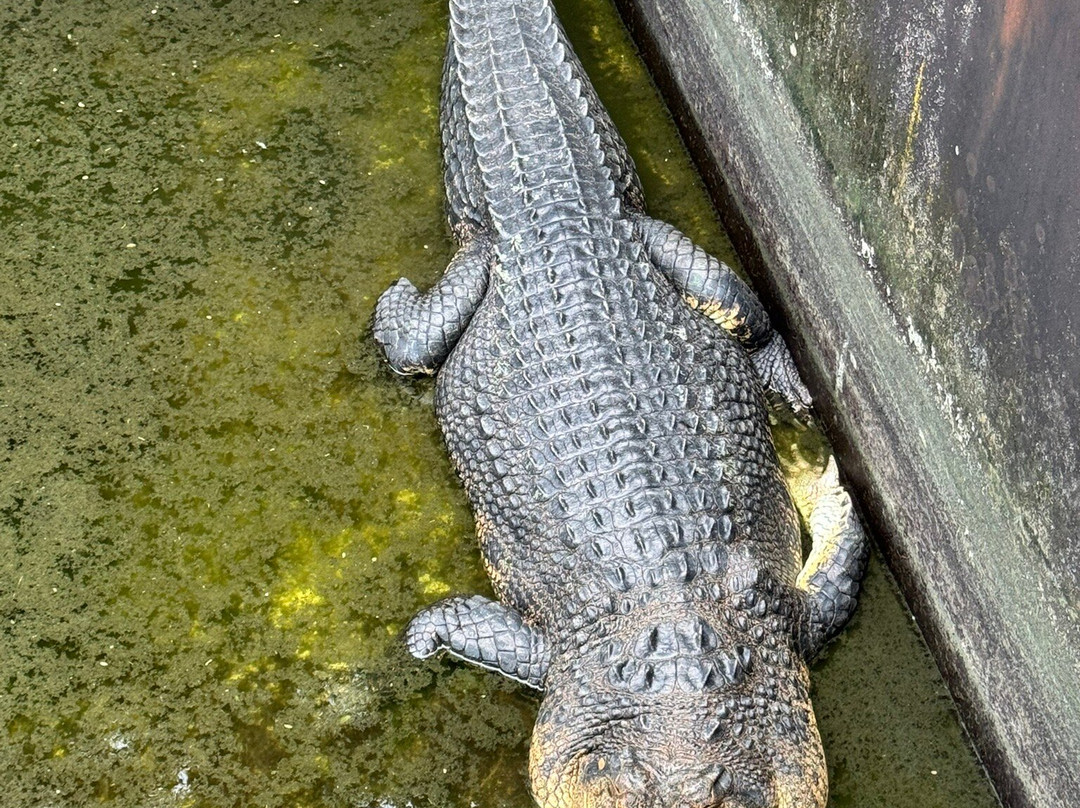 Palawan Wildlife Rescue and Conservation Center-公主港必去景点