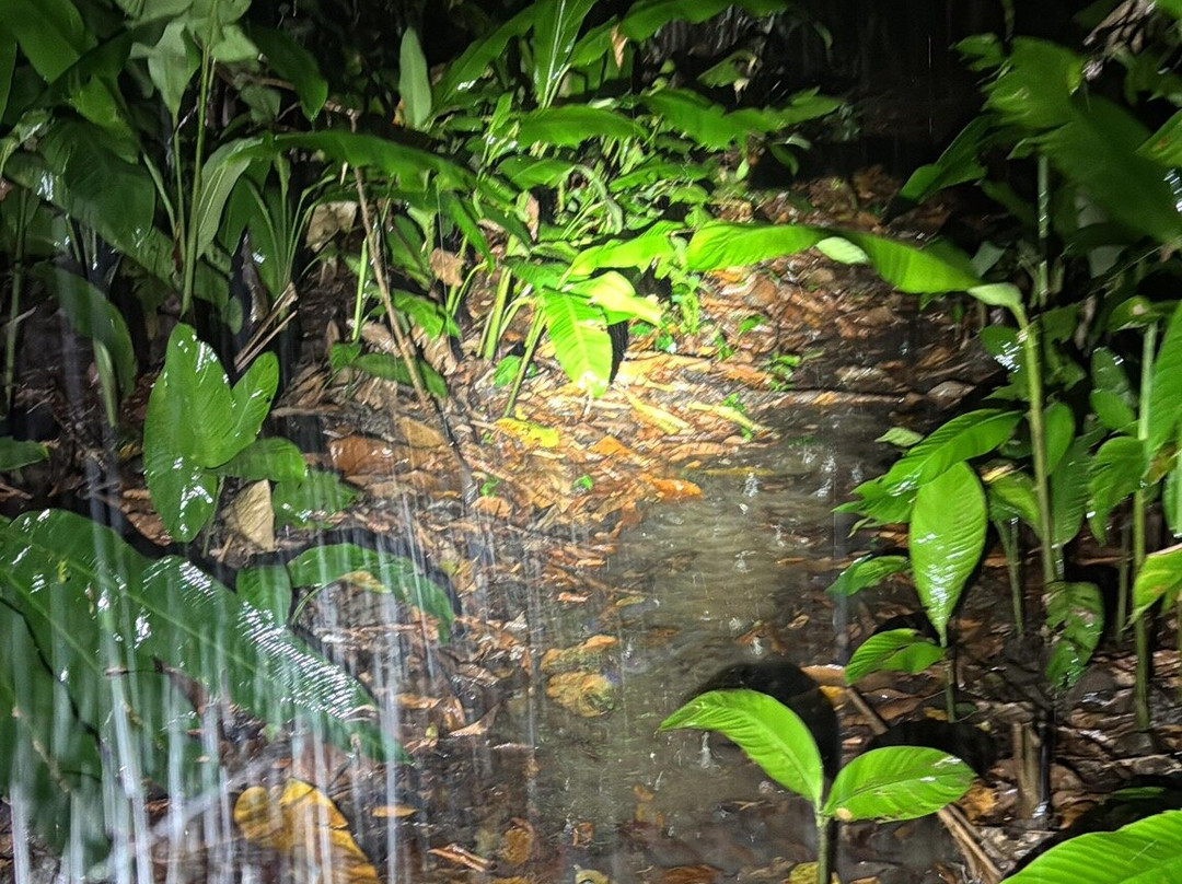 Rainforest Chronicles-希门尼斯港必去景点