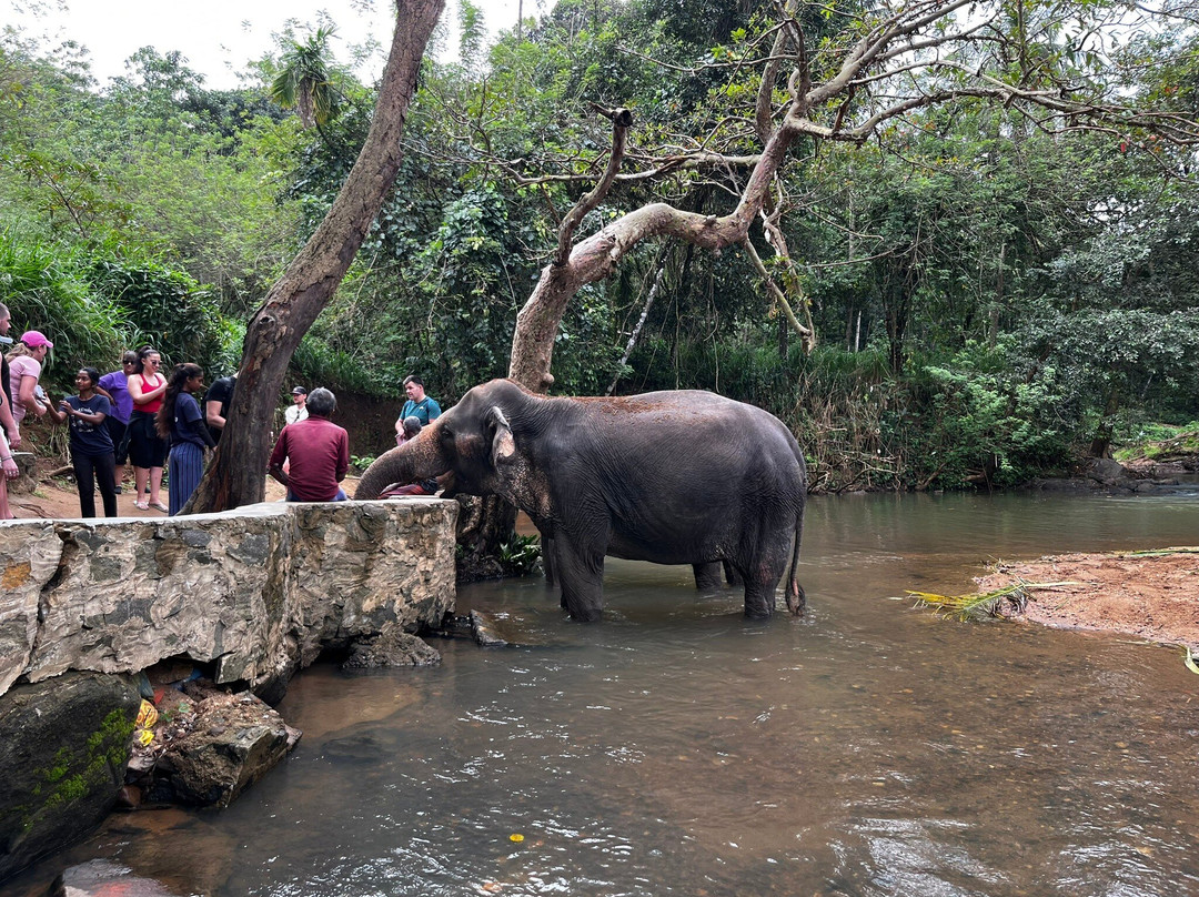 Elephant Freedom Project-凯格勒 必去景点