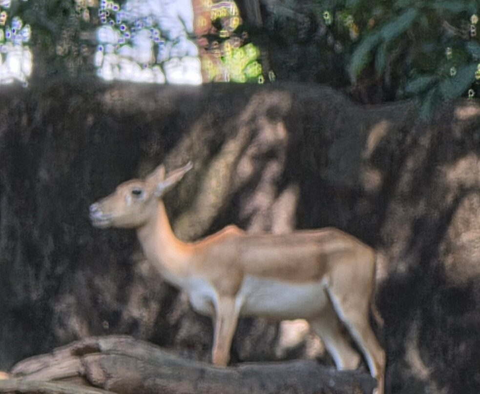 Thiruvananthapuram Zoo-提卢湾安塔普兰（特里凡德伦）必去景点
