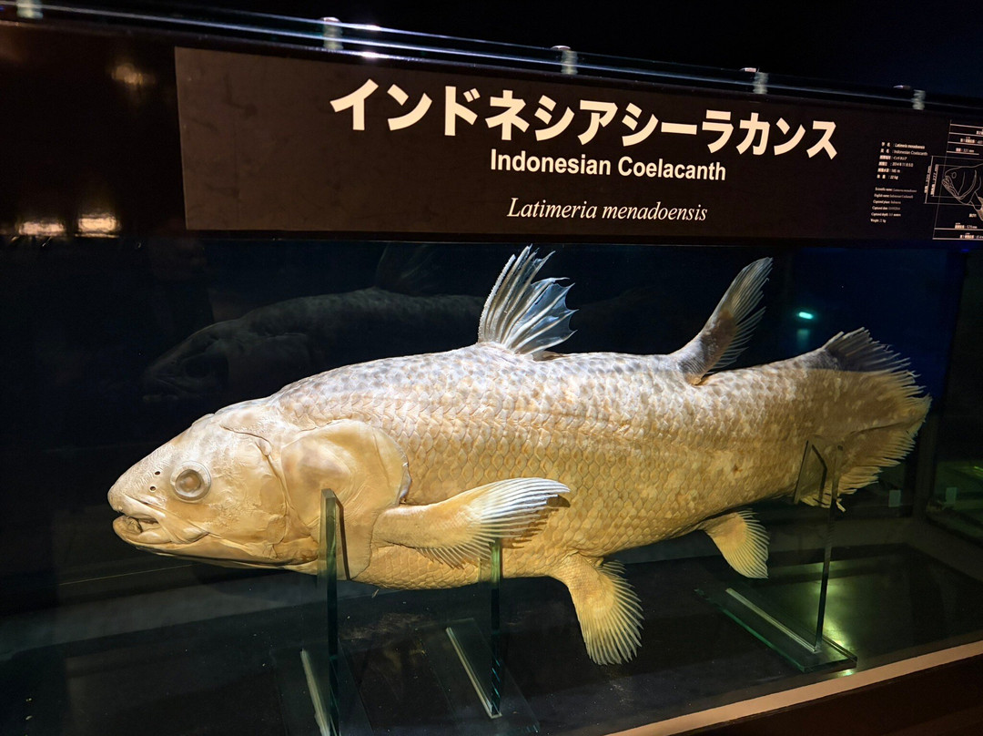 福岛水族馆-盘城市必去景点