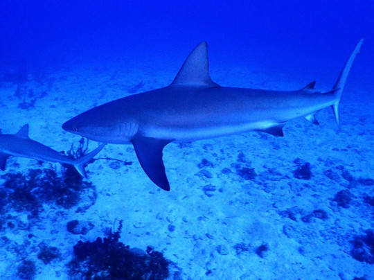 Jardines De La Reina-古巴必去景点