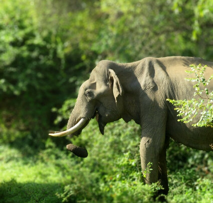 Blue Wild - Yala主图