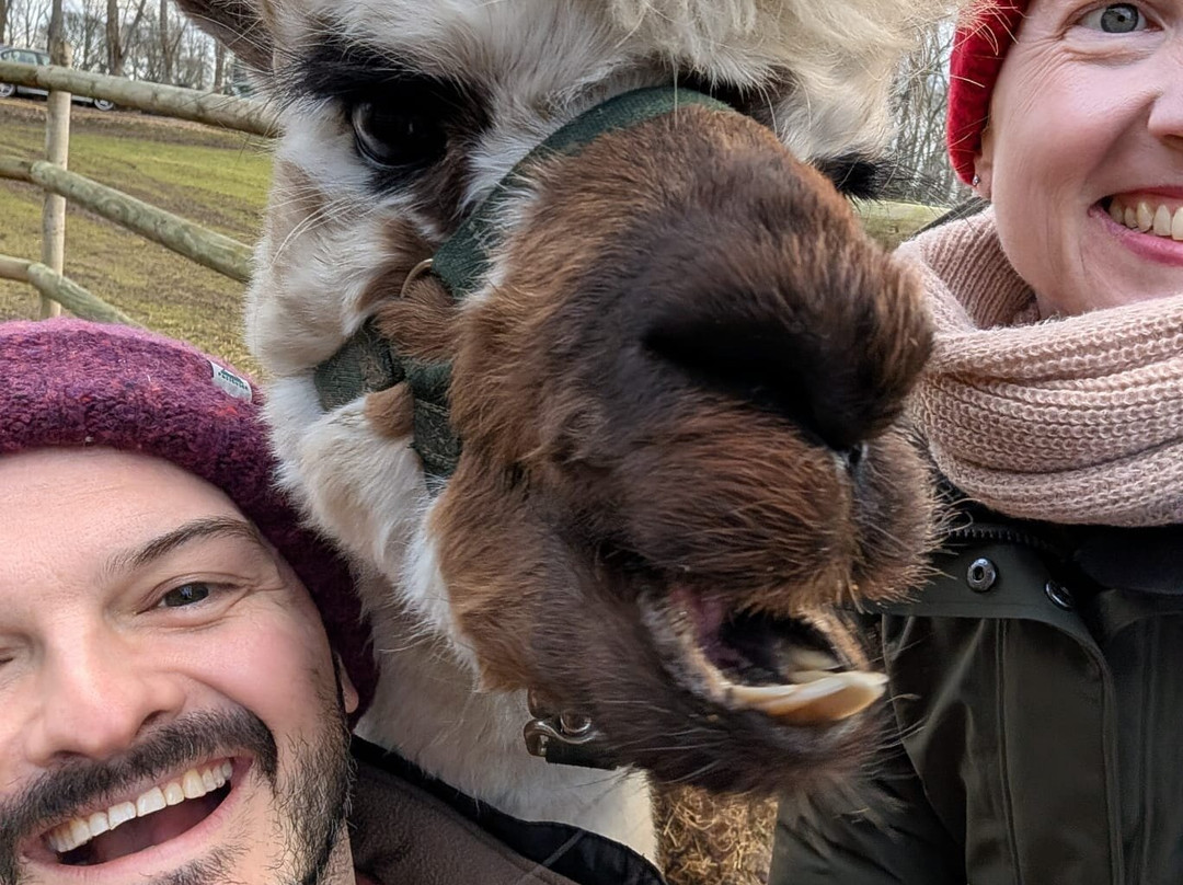 Woodlands Alpaca Farm-沃灵顿必去景点