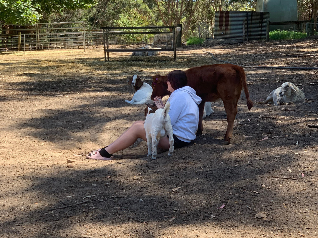 Denmark Animal Farm & Pentland Alpaca Stud-丹麦必去景点