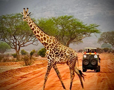 Safari kenya con Alfredo