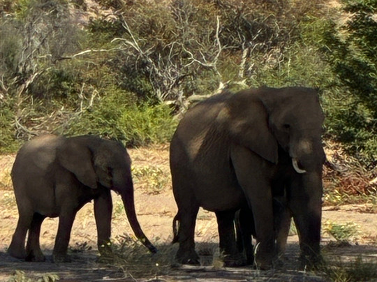 Twyfelfontein Elephant Drives-Palmwag必去景点