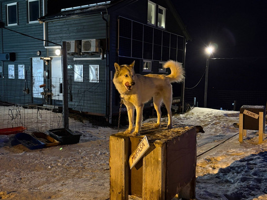 Green Dog Svalbard-朗伊尔城必去景点