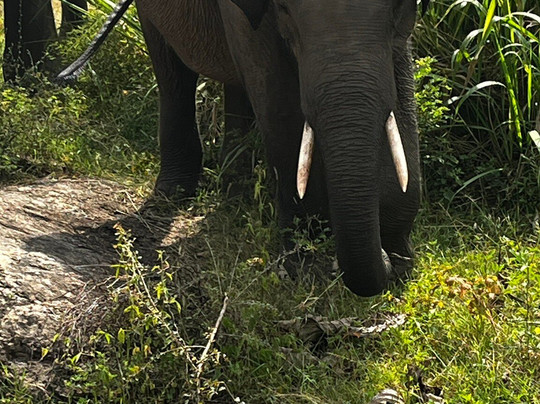 H.O.T Tourism-科伦坡必去景点