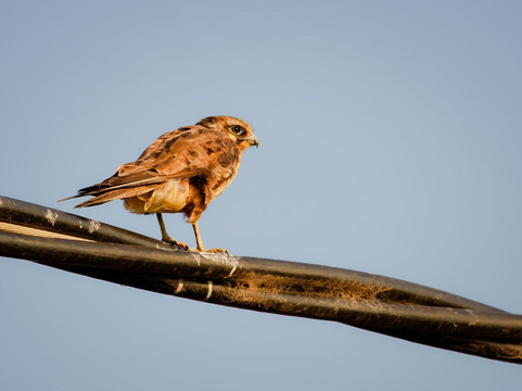 The Western Treatment Plant-韦里比必去景点