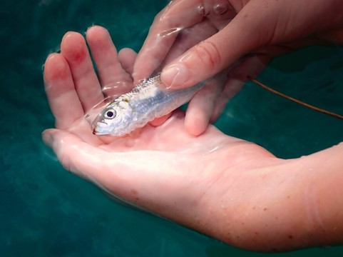 Aore Adventure Sports & Lodge-Aore Island必去景点