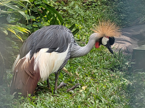 帕奈瓦热带雨林动物园-希洛必去景点