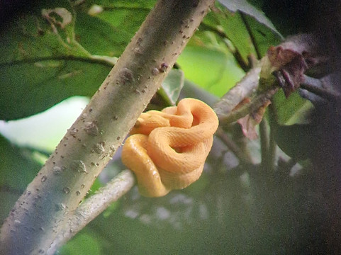 Neotropic Wildlife Expedition-福德圣卡洛斯必去景点