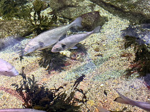 Deep Sea World-北昆斯费里必去景点