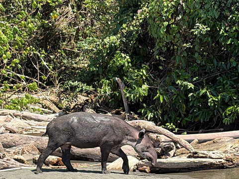 Costa Rica Wild Expeditions-希门尼斯港必去景点